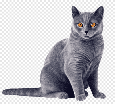 Кот британец на белом фоне