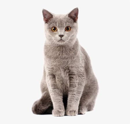 Котята в полный рост