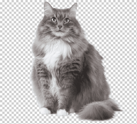 Кот Сибирский рекс