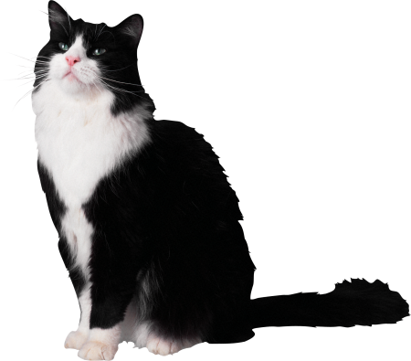 Кошка на белом фоне