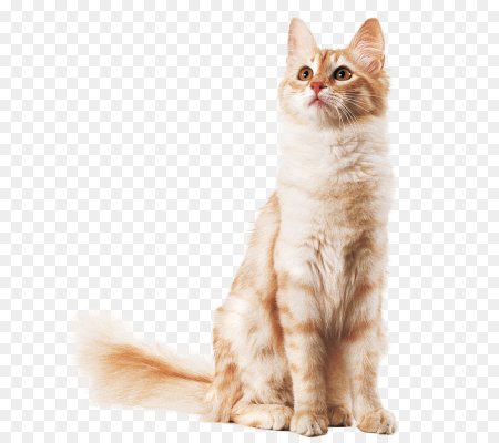 Кот без фона