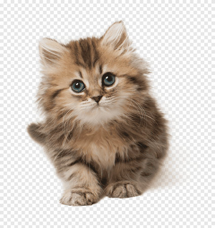 Котенок на прозрачном фоне
