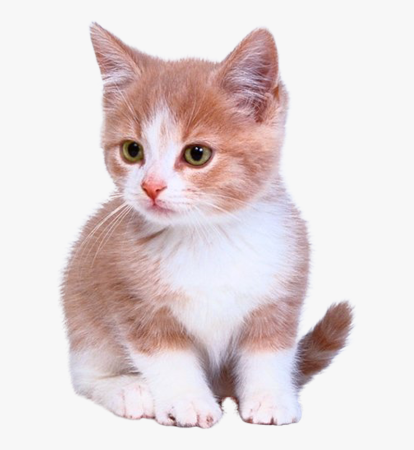 Кошка на прозрачном фоне