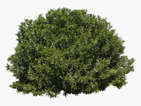 Bush куст