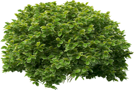Bush Green растение