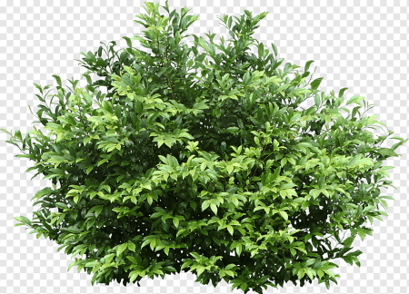Зеленые кусты