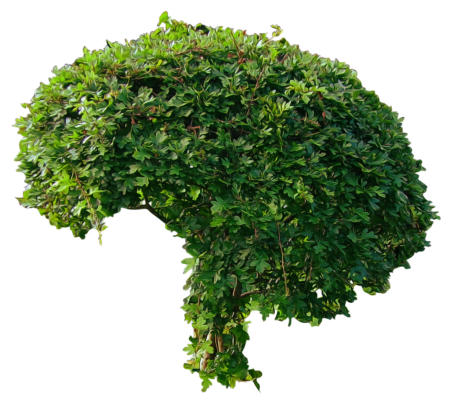 Bush куст