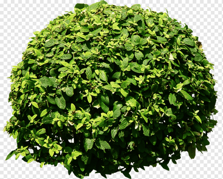 Bush Ivy зелень