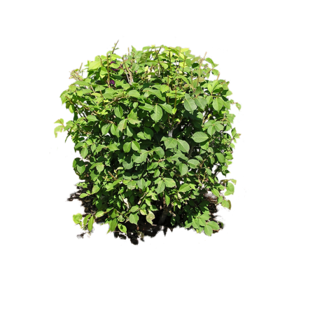 Bush куст