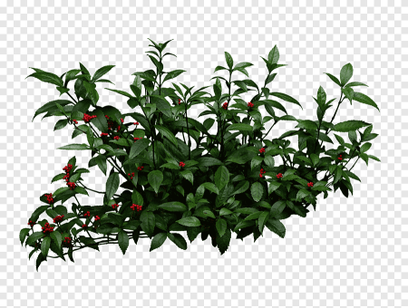 Кусты для фотошопа