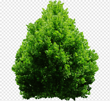 Деревья кусты