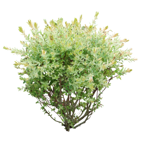 Bush куст