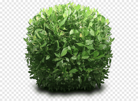 Bush куст