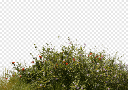 Кустарники для фотошопа