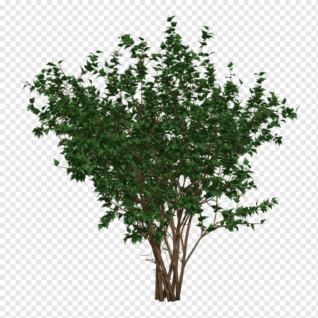 Bush куст