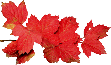 Листья осень вектор (49 фото)