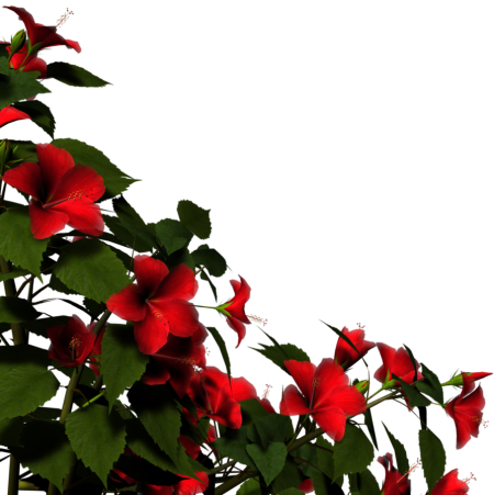 Вьющиеся цветы для фотошопа