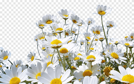 Camomile Ромашка