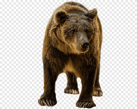 Медведь на прозрачном фоне
