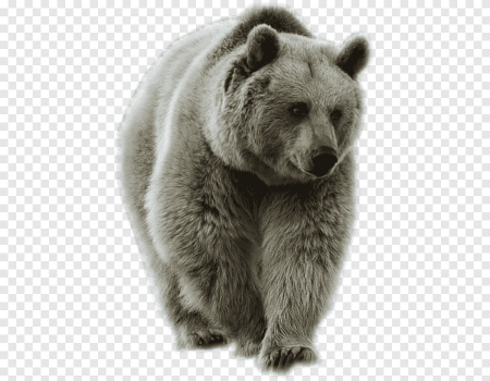 Теккен 4 Kuma