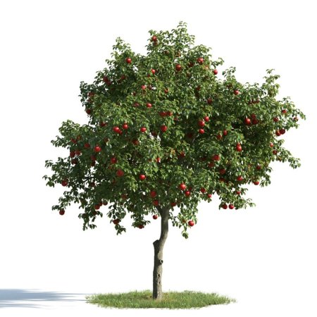 Evermotion archmodels рябина