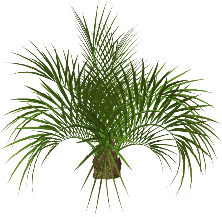 Areca Palm Bush