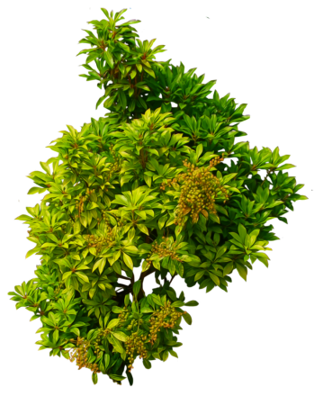 Bush кустарник