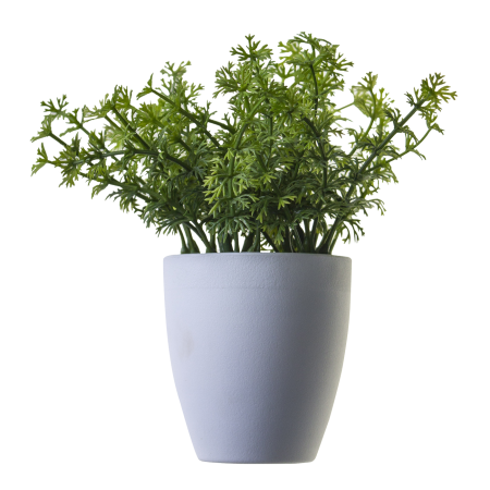 Монстера Делициоза (Monstera deliciosa)
