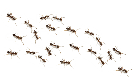 Насекомые на белом фоне