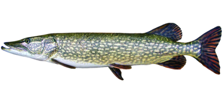 Обыкновенная щука (Esox Lucius)