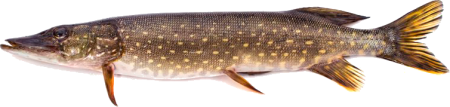 Щука на белом фоне