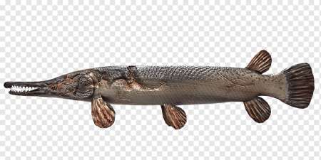 Esox Lucius — обыкновенная щука систематика