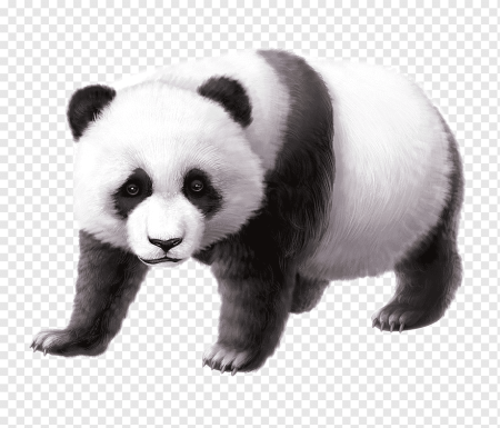 Панда вектор (50 фото)