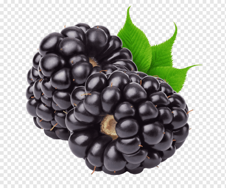 Плод ежевики