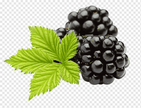 Ежевика Clipart