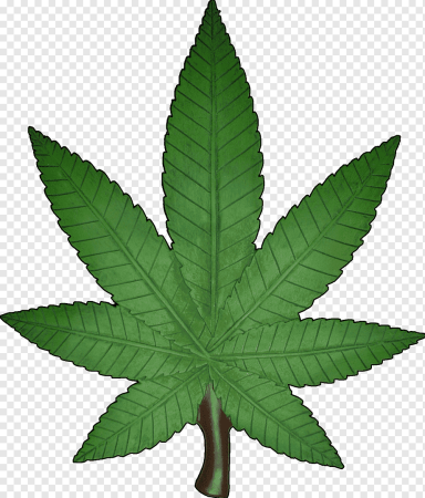 Лист марихуаны Cannabis