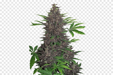 Bubba Kush Autoflowering