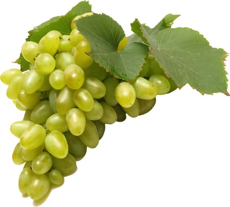 Веточка винограда