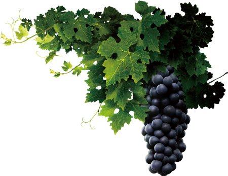 Green grape (зеленый виноград)
