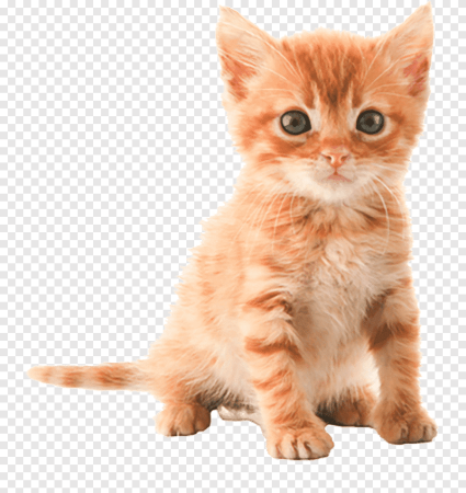 Котенок на белом фоне