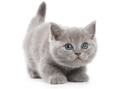 Серый британец котенок
