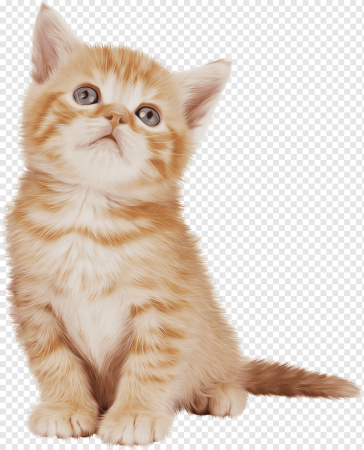 Котенок на прозрачном фоне
