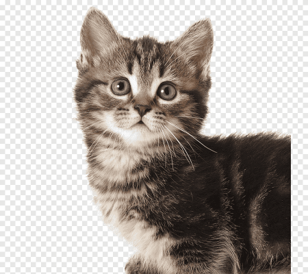 Персидская жесткошерстная кошка