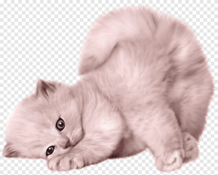 Котенок на прозрачном фоне