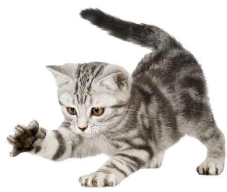 Котятки без фона