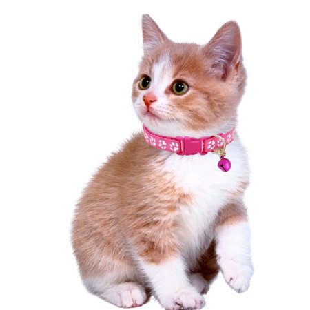 Кот на белом фоне