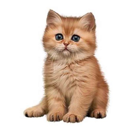 Котенок на прозрачном фоне