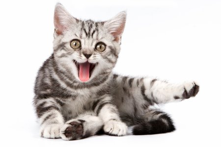 Котенок на белом фоне