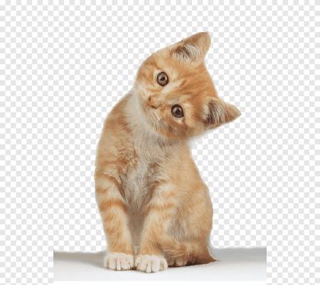 Картинки котят