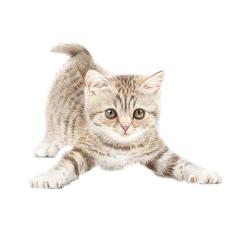 Кошка на белом фоне